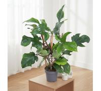 Phil Red Wonder Pot Size 19 Cm Height 60 Philodendron Indoor Houseplant