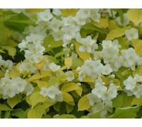 Philadelphus Aureus Garden Shrubs Pack of 3 By Direct Plants Direct Plants Multi One Size
