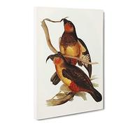 Philip Island Parrots By Elizabeth Gould Canvas Print | Gallery Wrapped 30mm Frame Wall Art | 24x16 inches | Ready to Hang | Retro Bird Picture | Living Room Bedroom Lounge Office
