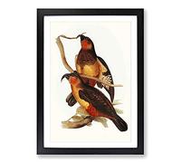 Philip Island Parrots by Elizabeth Gould Framed Print | A2 Black Framed Wall Art | Ready to Hang | Modern Animal Picture | Living Room Bedroom Lounge Office