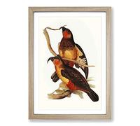 Philip Island Parrots by Elizabeth Gould Framed Print | A2 Oak Framed Wall Art | Ready to Hang | Modern Animal Picture | Living Room Bedroom Lounge Office