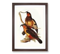 Philip Island Parrots by Elizabeth Gould Framed Print | A2 Walnut Framed Wall Art | Ready to Hang | Modern Animal Picture | Living Room Bedroom Lounge Office