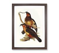 Philip Island Parrots By Elizabeth Gould Vintage Framed Print | A3 Walnut Framed Wall Art | Ready to Hang | Classic Animal Picture | Living Room Bedroom Lounge Office