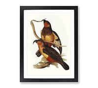 Philip Island Parrots By Elizabeth Gould Vintage Framed Print | A4 Black Framed Wall Art | Ready to Hang | Classic Animal Picture | Living Room Bedroom Lounge Office