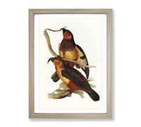 Philip Island Parrots By Elizabeth Gould Vintage Framed Print | A4 Oak Framed Wall Art | Ready to Hang | Classic Animal Picture | Living Room Bedroom Lounge Office