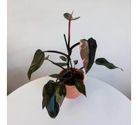 Philodendron Pink Princess Indoor 25cm Plant 12cm Pot Primrose Green One Size