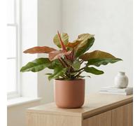 Philodendron Prince Of Orange - 27Cm Pot, 80Cm Tall