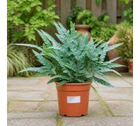 Phlebodium Blue Star Fern 17Cm Pot Easy Care Pet Friendly Indoor Houseplant