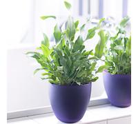 Phlebodium Blue Star Plant Gift | Stunning Indoor Fern (25-35cm Incl. Pot)
