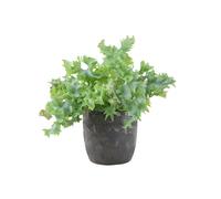 Phlebodium Davana - Ruffled Blue Star Fern Indoor Plant - Ceramic Mustard