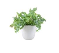 Phlebodium Davana - Ruffled Blue Star Fern Indoor Plant - Ceramic White