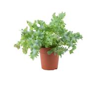 Phlebodium Davana - Ruffled Blue Star Fern Indoor Plant - No Container