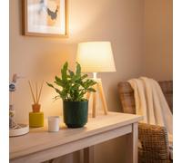 Phlebodium Fern Plant With Decorative Pot - Shop Luxe Leaf Plants Uk On