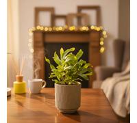 Phlebodium Plant - Lush Indoor Fern By Luxe Leaf Plants - Uk Floral Decor