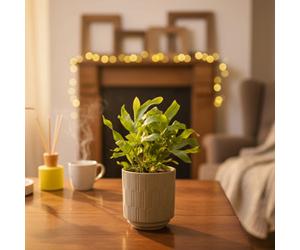 Phlebodium Plant - Lush Indoor Fern By Luxe Leaf Plants - Uk Floral Decor