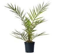 Phoenix Canariensis (15cm, 70-100cm)