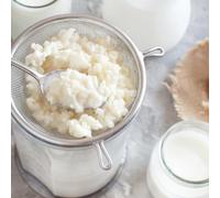 Phoenix Fungi Milk Kefir Grains - 10g Live Culture for Home Fermentation - Fresh, Organic & Beneficial Bacteria Rich - Easy to Brew Kefir Drink - Supports Gut Health