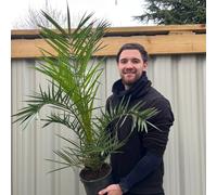 Phoenix Palm | Phoenix canariensis 'Canary Island Date Palm' 50-60cm / 70-80cm