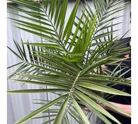 Phoenix Palm Phoenix Canariensis 'Canary Island Date Palm' Evergreen Plant, 2L 50-60cm