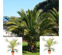 Phoenix Palm Tree x 2 Mature Date Tropical Garden Plant 60-80cm Tall