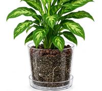 Phoenix Vine 10 Inch Clear Acrylic Planter Pot with Tray, Orchid Pot with Drainage Holes, Deep Saucer for Bottom Watering, Transparent Containers for Indoor Plants, Herbs, Set of 1, 91-A-H-1