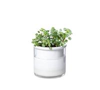 Phoenix Vine 4 Inch Self Watering Planter Pot, Design White Terracotta Pots for Plants, Indoor Cylinder Terra Cotta Pots with Glass Vase, Set of 1, 51-B-E-1