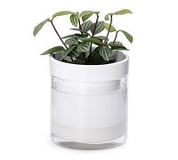 Phoenix Vine 4 Inch Self Watering Planter, White Terracotta Clay Pot with Glass Reservoir for Indoor Plants, Herbs, Flowers, Set of 1, 52-B-E-1