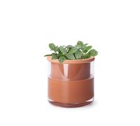 Phoenix Vine 4 Inch Self Watering Plants Pot, Design Terracotta Pot for Plants, Indoor Cylinder Terra Cotta Planter with Glass Vase, Set of 1, 51-A-E-1