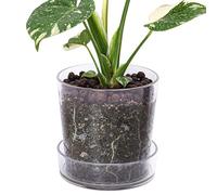 Phoenix Vine 6.5 Inch Clear Acrylic Planter Pot with Tray, Orchid Pot with Drainage Holes, Deep Saucer for Bottom Watering, Transparent Containers for Indoor Plants, Herbs, Set of 1, 91-A-F-1