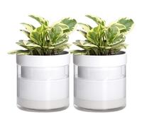 Phoenix Vine 6 Inch Self Watering Planter, White Terracotta Clay Pot with Glass Reservoir for Indoor Plants, Herbs, Flowers, Set of 2, 52-B-F-2