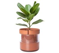 Phoenix Vine 8 Inch Self Watering Planter Pot, Terracotta Clay Pot with Glass Reservoir for Indoor Plants, Herbs, Flowers, Set of 1, 52-A-H-1