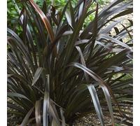 Phormium cookianum 'Platts Black' Evergreen Compact Hardy Garden Shrub | 9cm Pot