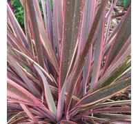 Phormium Sundowner (9cm)