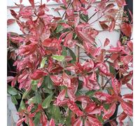 Photina x Fraseri 'Louise' Evergreen Shrub 2L/5L, 2L (40cm including the pot)