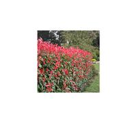 Photinia fraseri Red Robin (9cm, 1 Plant, 20-30cm)