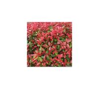 Photinia fraseri Red Robin (9cm, 50 Plants)