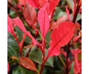 Photinia 'Little Fenna'. 4L Plant. Christmas Berry. Evergreen, flowering shrub for hedging. Available from Bedwen Plants