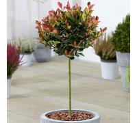Photinia Little Red Robin Patio Tree (3L, 2-3ft)