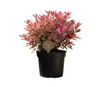 Photinia Louise 7.5L Potted Evergreen Shrub