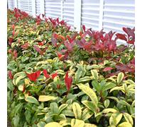 Photinia Red Robin Evergreen Shrub 2L Pot