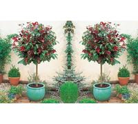 Thompson & Morgan Photinia Fraseri Red Robin 9Cm Pot X 3