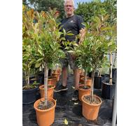 Photinia Red Robin Standard Tree 3ft+ Tall Supplied in a 10 Litre Pot Direct Plants Green One Size
