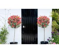 Photinia Red Robin Standard Tree Potted Plants with Patio Planter: Two Plants and Two Planters
