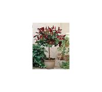 Photinia Red Robin Tree Standard Plants Hardy Red Evergreen Outdoor Garden Plant for Patios & Outdoors Baring Red Foliage, 1 x Photinia Red Robin