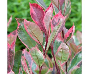 Photinia x fraseri 'Louise' Christmas Berry Evergreen Hardy Shrub | 9cm Pot