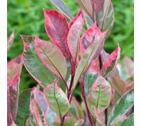 Photinia X Fraseri 'Louise' | Variegated Photinia Tree | Ornamental Tree | 5-6Ft