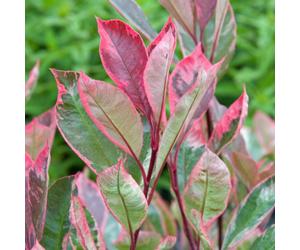 Photinia X Fraseri 'Louise' | Variegated Photinia Tree | Ornamental Tree | 5-6Ft