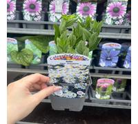 Photinia x fraseri 'Red Robin' 9cm-5L