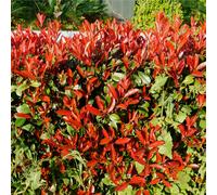 Photinia x Fraseri 'Red Robin' Evergreen Shrub 9cm-5L, 5L (80-90cm including pot)