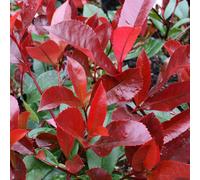 Photinia X Fraseri 'Red Robin' | Red Robin | Ornamental Garden Tree | 5-6Ft
